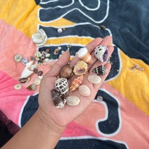 Hawaiian Seashells For Sale